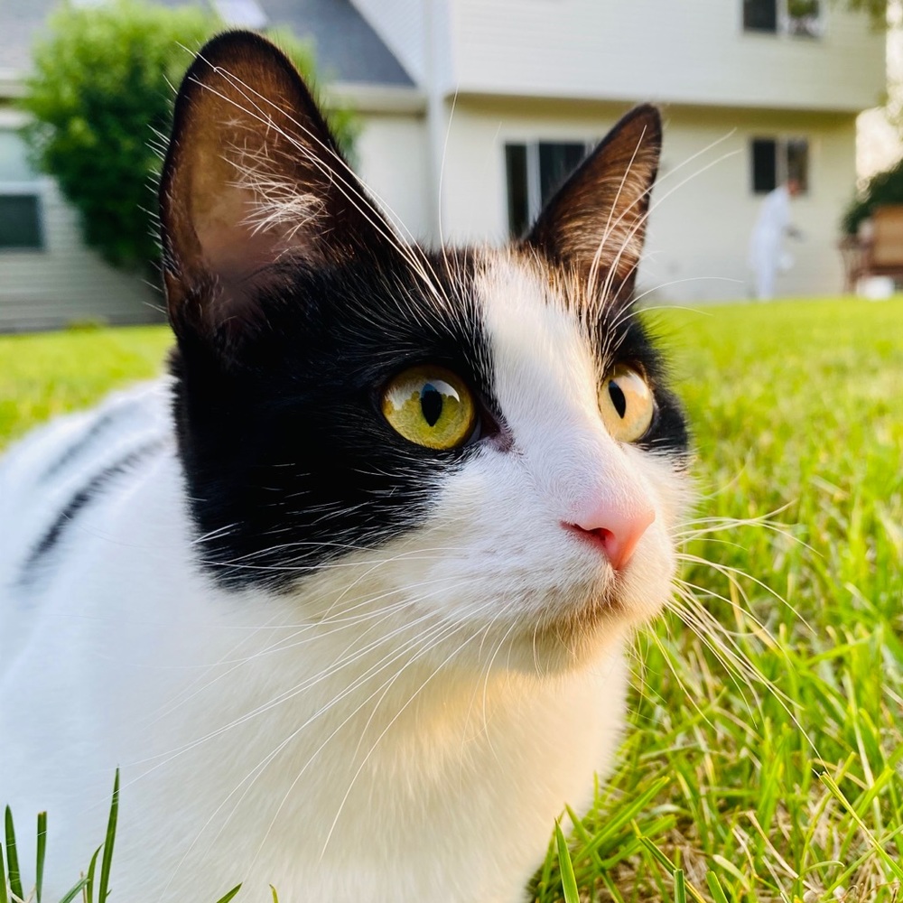 Meet your Posher, Chutney